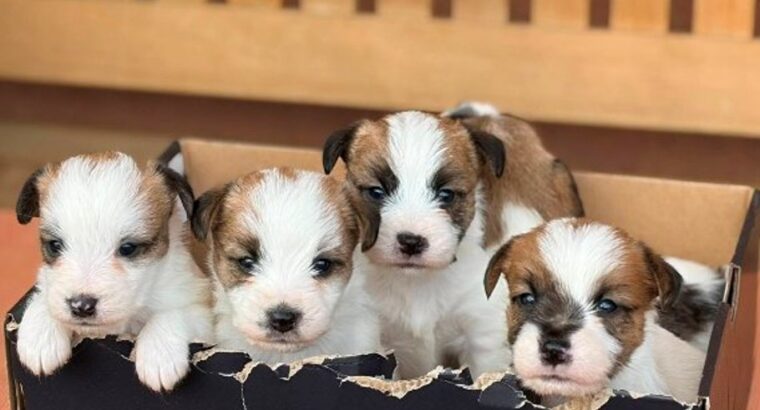 Oštrodlaki Džek Rasel terijer (Jack Russell Terrier) štenci