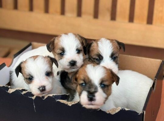 Oštrodlaki Džek Rasel terijer (Jack Russell Terrier) štenci