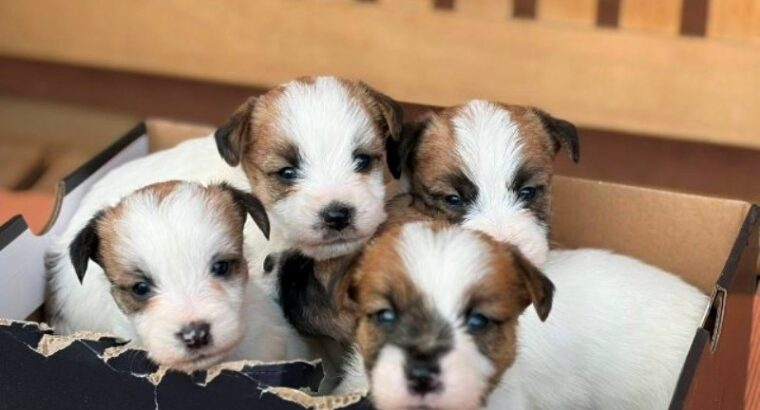 Oštrodlaki Džek Rasel terijer (Jack Russell Terrier) štenci