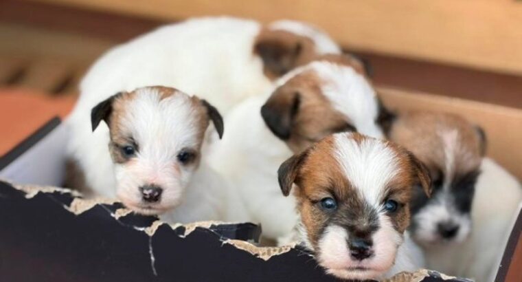 Oštrodlaki Džek Rasel terijer (Jack Russell Terrier) štenci