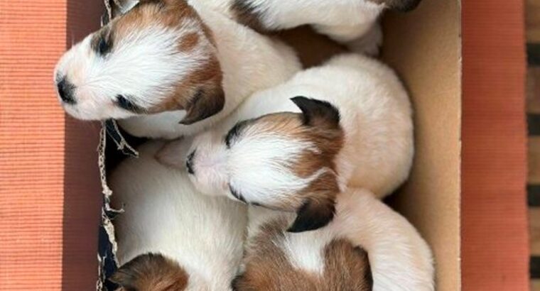 Oštrodlaki Džek Rasel terijer (Jack Russell Terrier) štenci