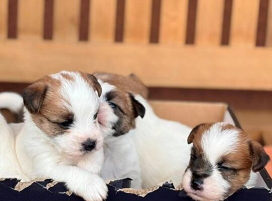 Oštrodlaki Džek Rasel terijer (Jack Russell Terrier) štenci
