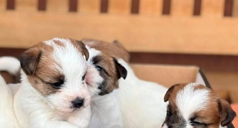Oštrodlaki Džek Rasel terijer (Jack Russell Terrier) štenci