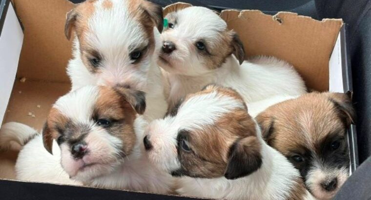 Oštrodlaki Džek Rasel terijer (Jack Russell Terrier) štenci