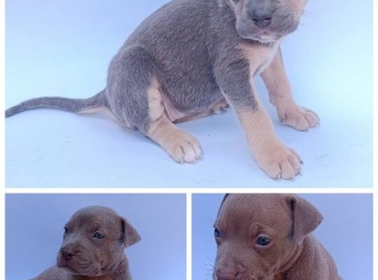 Pit bull štenci