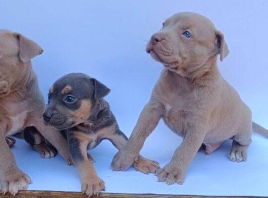 Pit bull štenci