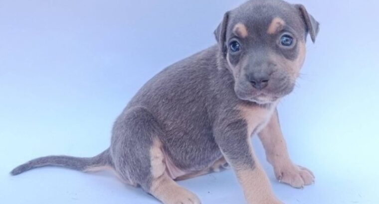 Pit bull štenci