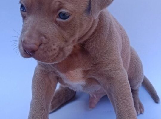 Pit bull štenci