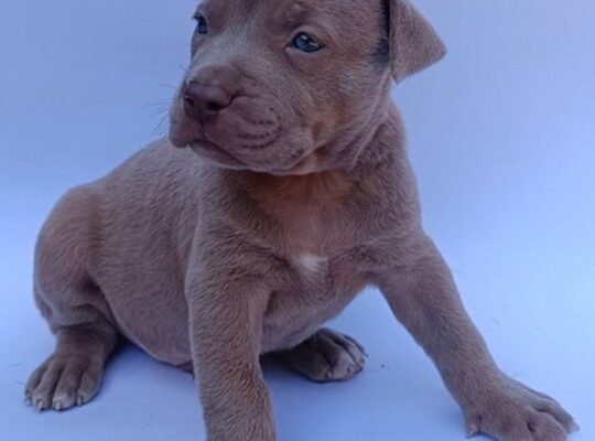 Pit bull štenci