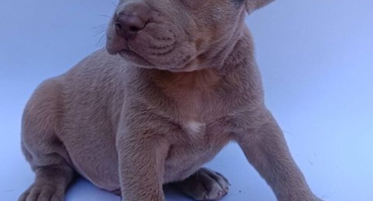 Pit bull štenci