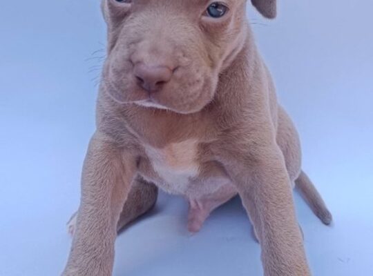 Pit bull štenci