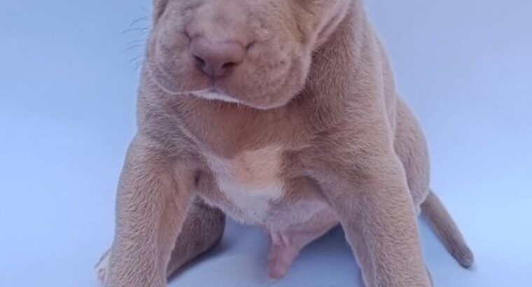 Pit bull štenci
