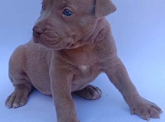 Pit bull štenci