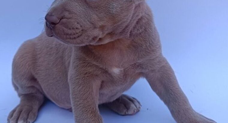 Pit bull štenci