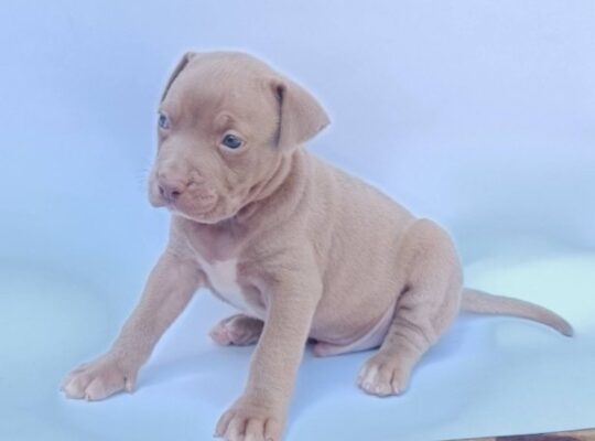 Pit bull štenci
