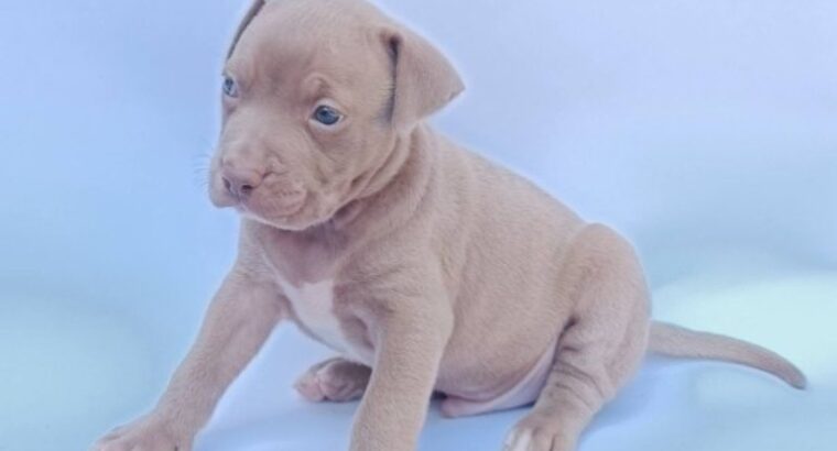 Pit bull štenci