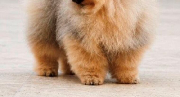 Ekskluzivni Pomeranci iz vrhunske brazil...