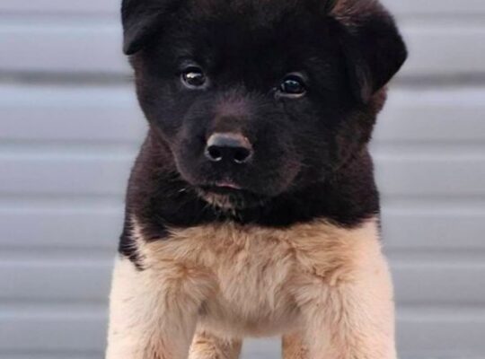 Američka Akita štenci