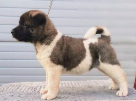 Američka Akita štenci