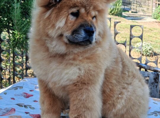 Chow chow crveni štenci