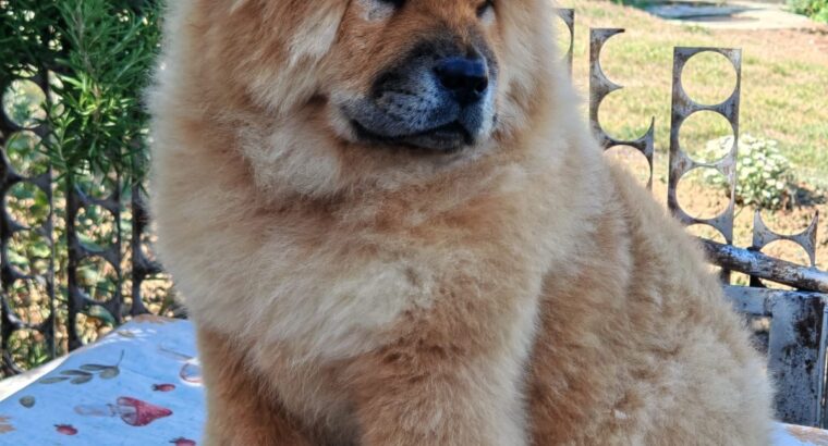 Chow chow crveni štenci