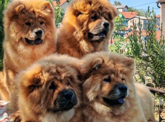Chow chow crveni štenci