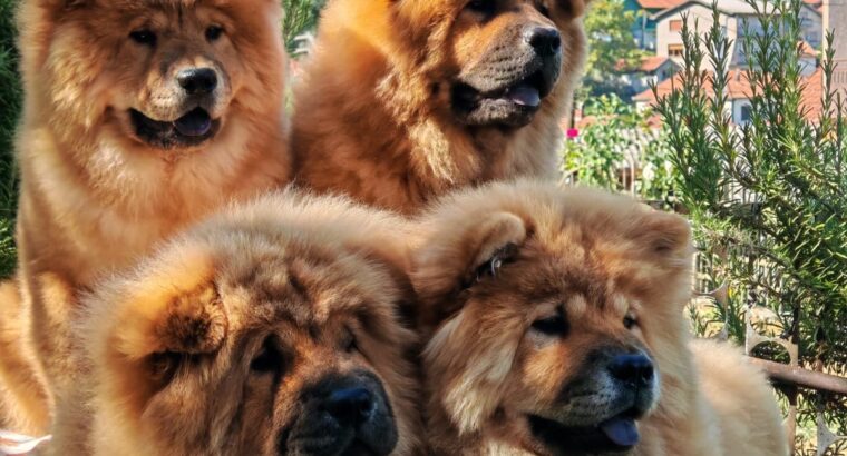 Chow chow crveni štenci