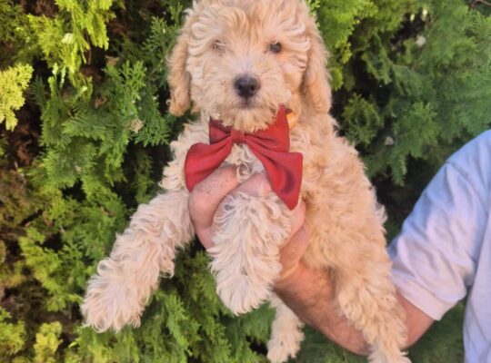 Labradoodle F1b preslatki štenci