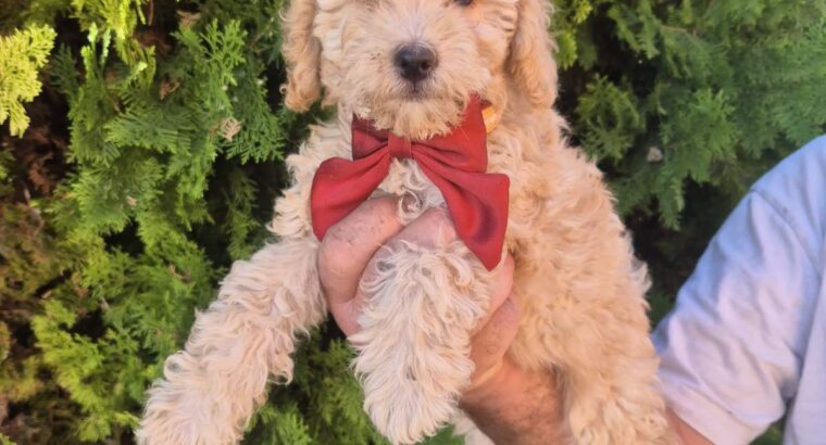 Labradoodle F1b preslatki štenci