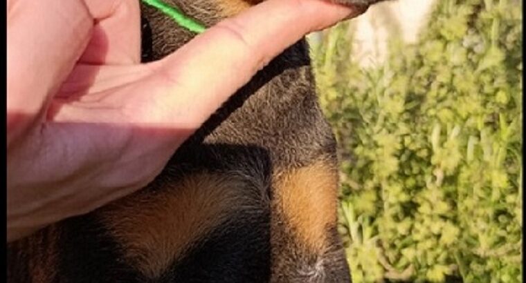 Doberman štenci