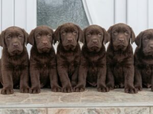 Cokoladni stenci Labrador retriver