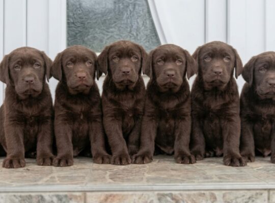 Cokoladni stenci Labrador retriver
