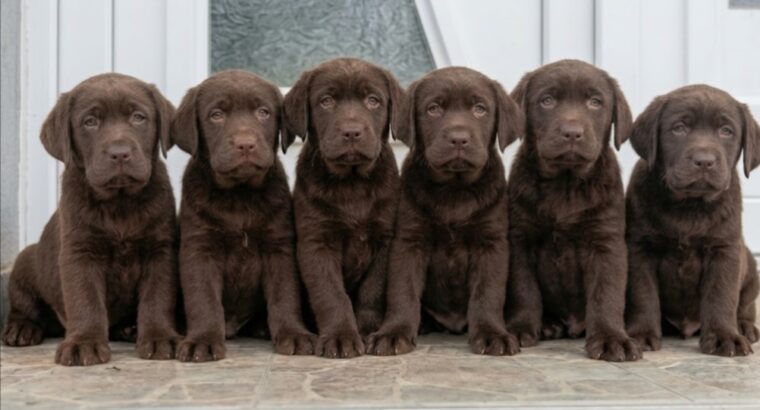 Cokoladni stenci Labrador retriver