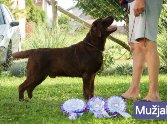 Cokoladni stenci Labrador retriver