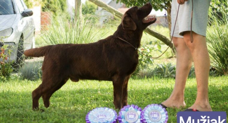 Cokoladni stenci Labrador retriver