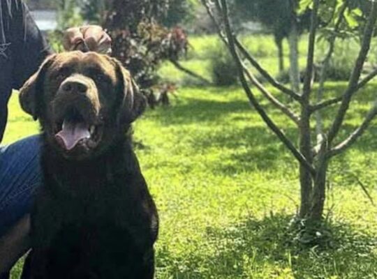 Cokoladni stenci Labrador retriver