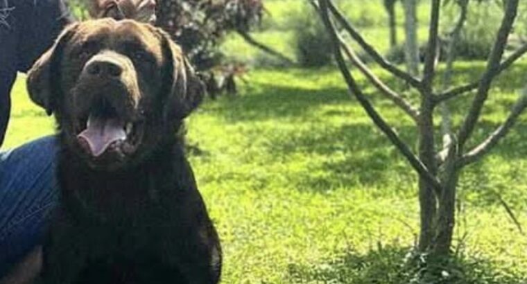Cokoladni stenci Labrador retriver