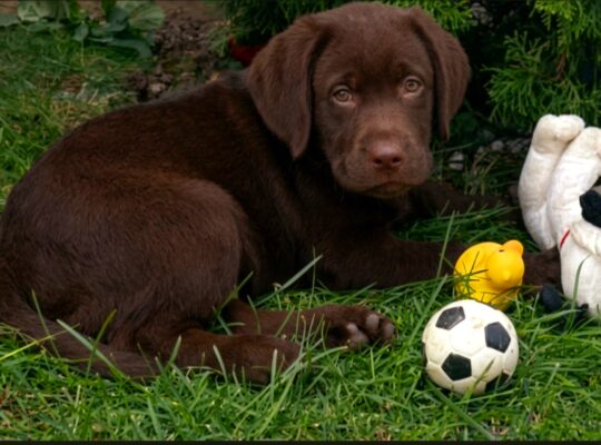 Cokoladni stenci Labrador retriver