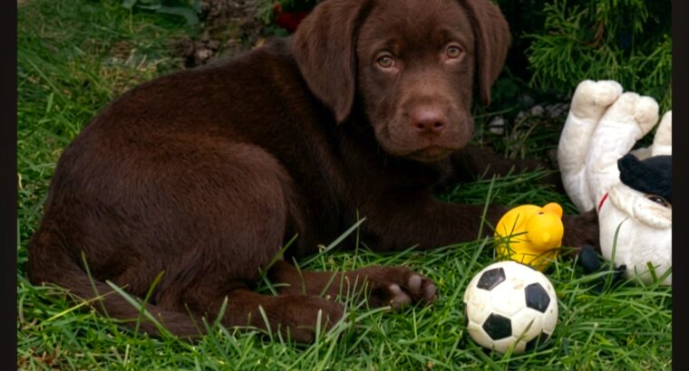 Cokoladni stenci Labrador retriver