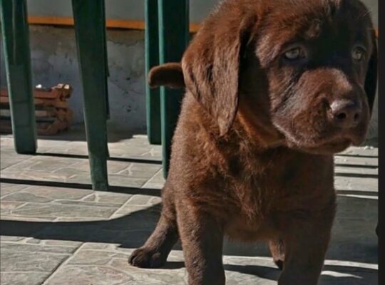 Cokoladni stenci Labrador retriver