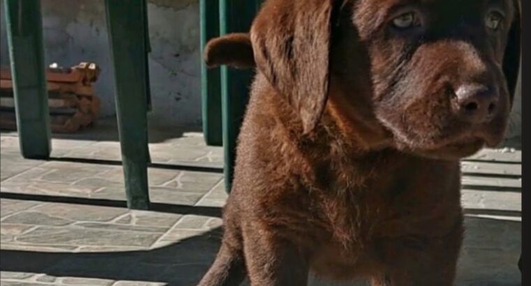 Cokoladni stenci Labrador retriver