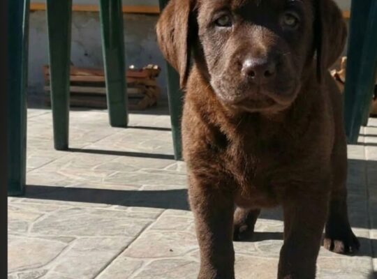 Cokoladni stenci Labrador retriver