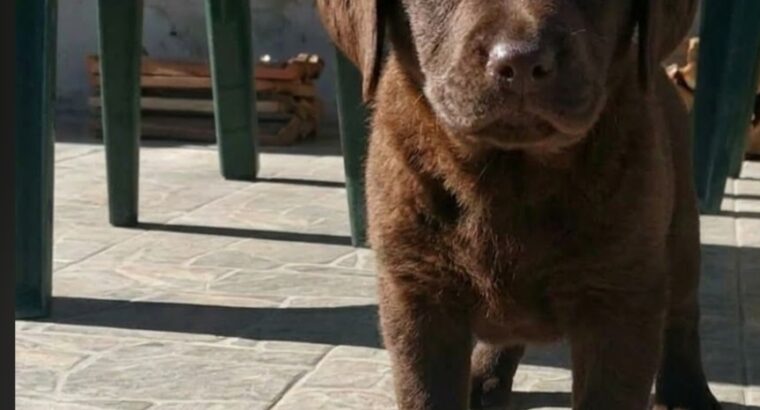 Cokoladni stenci Labrador retriver