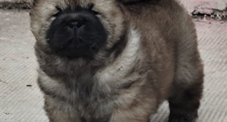 Chow Chow Cau Cau Čau Čau
