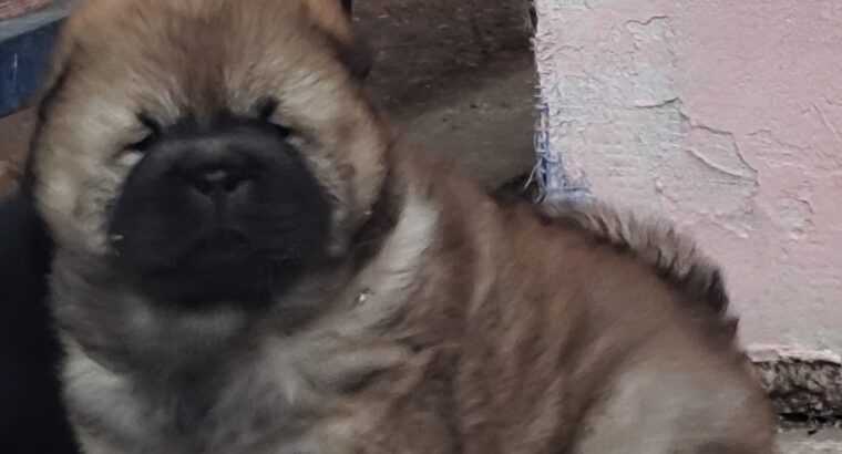 Chow Chow Cau Cau Čau Čau