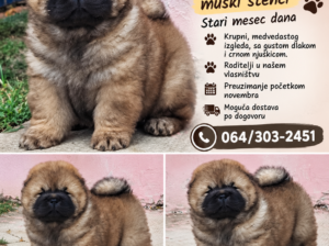 Chow Chow Cau Cau Čau Čau