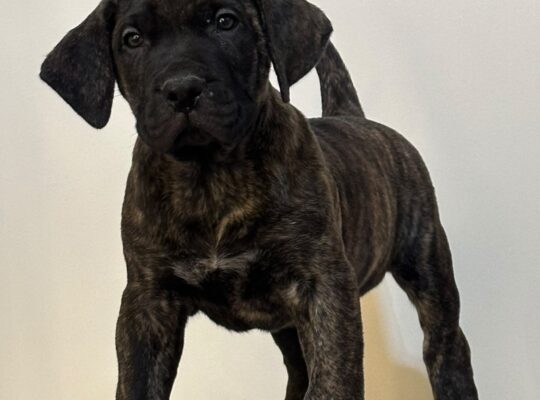Presa Canario ( Kanarski pas ) stenci
