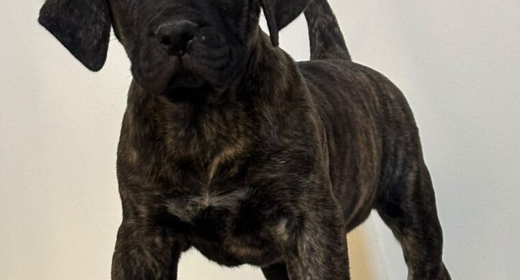 Presa Canario ( Kanarski pas ) stenci
