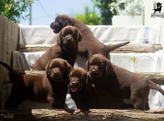 Čokoladni Labrador Retriver štenci