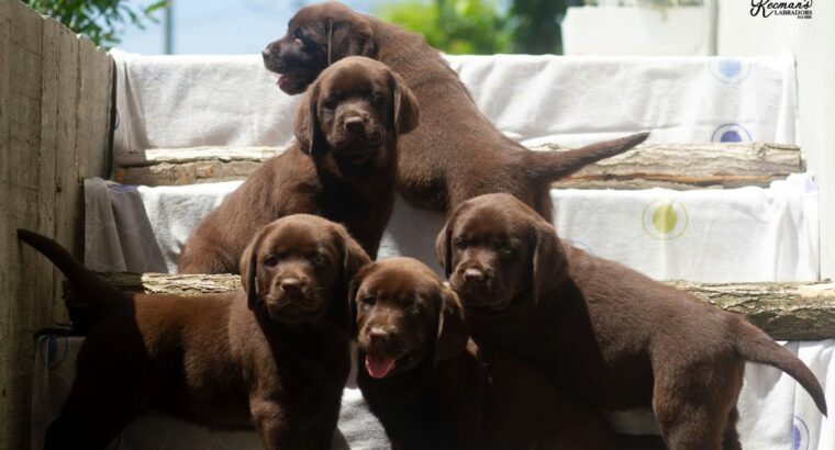 Čokoladni Labrador Retriver štenci